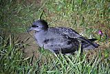 Short-tailed Shearwater